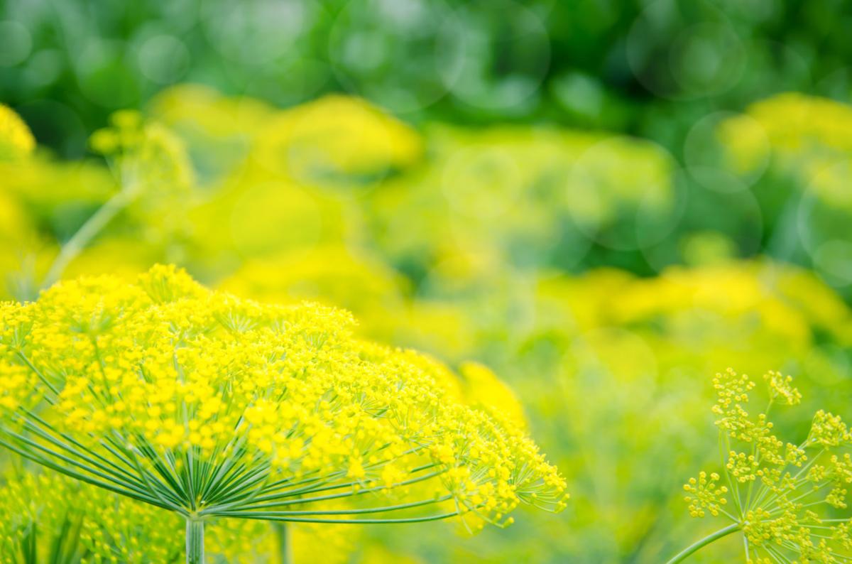 Butterflies and fennel