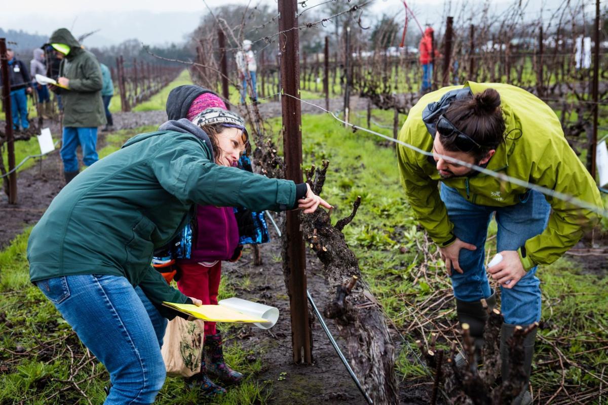 Napa County Pruning Contest