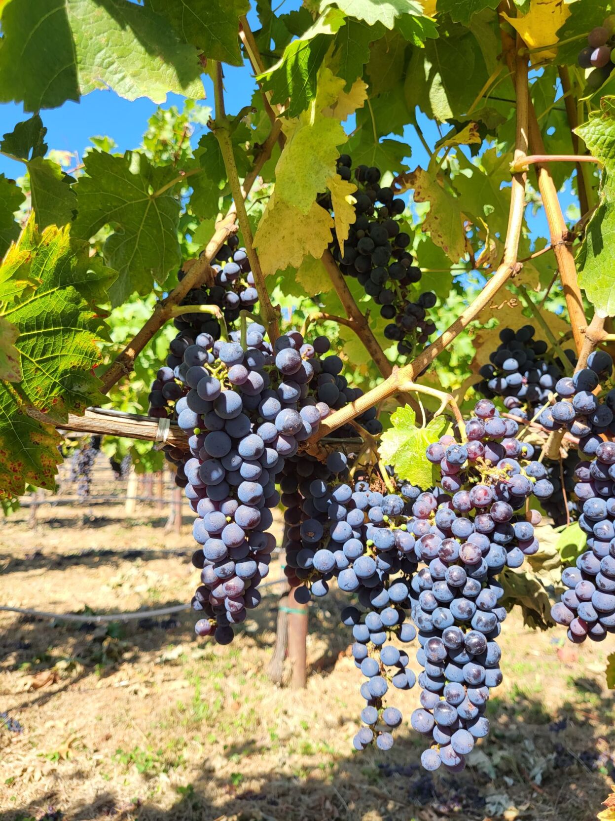 Napa Valley grape growers pick early reds