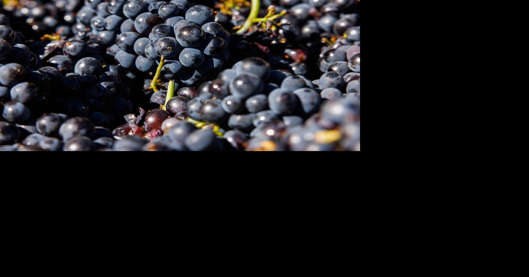 Paloma Vineyard, Napa County find the middle road