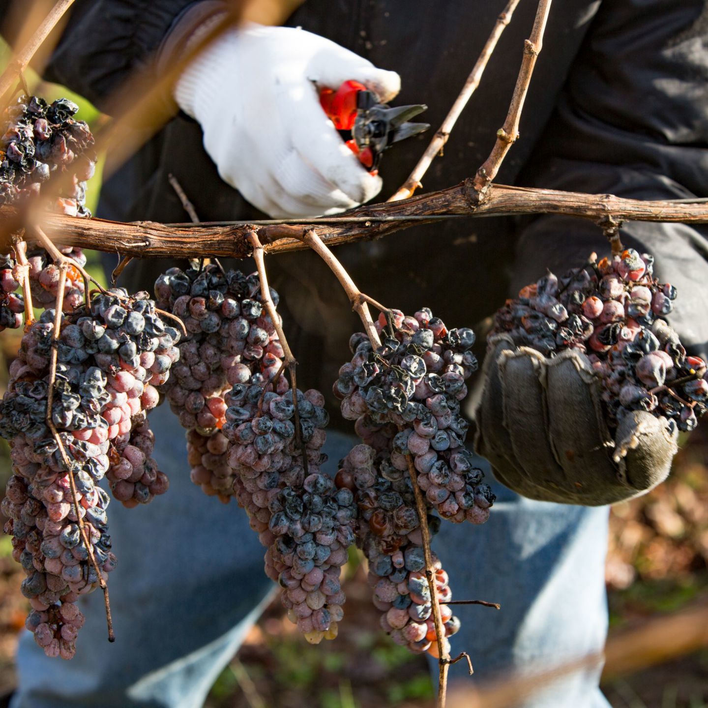 Late Harvest Sauvignon Blanc grapes picked in early January