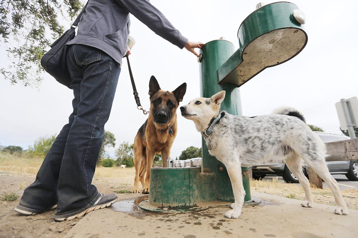 Pets and fireworks in Napa