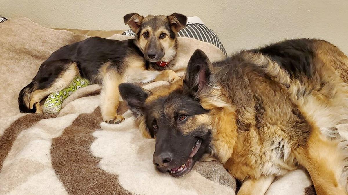 Wine Country Animal Lovers German Shepherd Puppy Tinsel Needs Your Help News Napavalleyregister Com