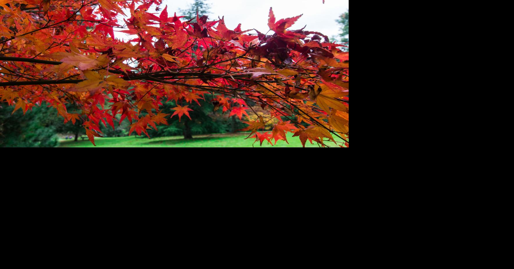'Bleeding' Japanese maple trees | Home & Gardening | napavalleyregister.com