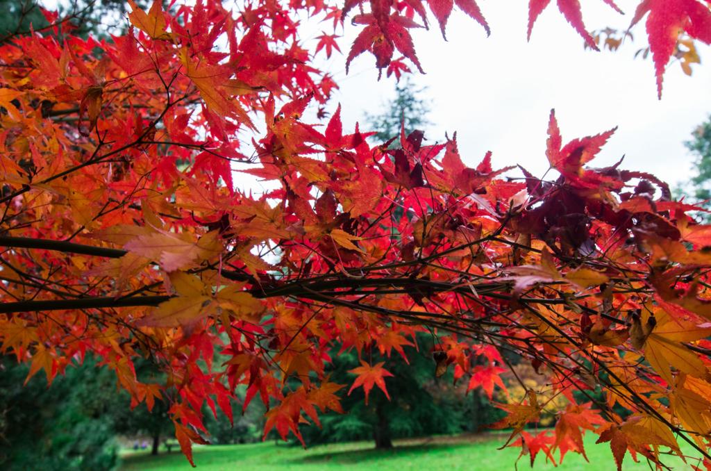 Bleeding Japanese Maple Trees Bill Pramuk Napavalleyregister Com