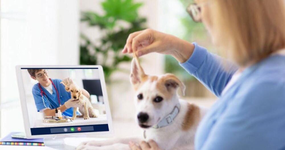 Telehealth for pets is here and could be the change veterinary medicine needs