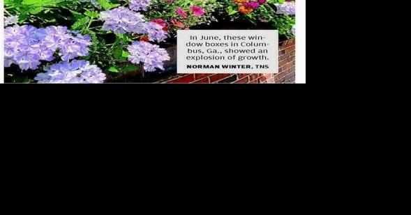 Wonderful window boxes