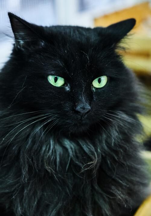 Perla (FIV+)