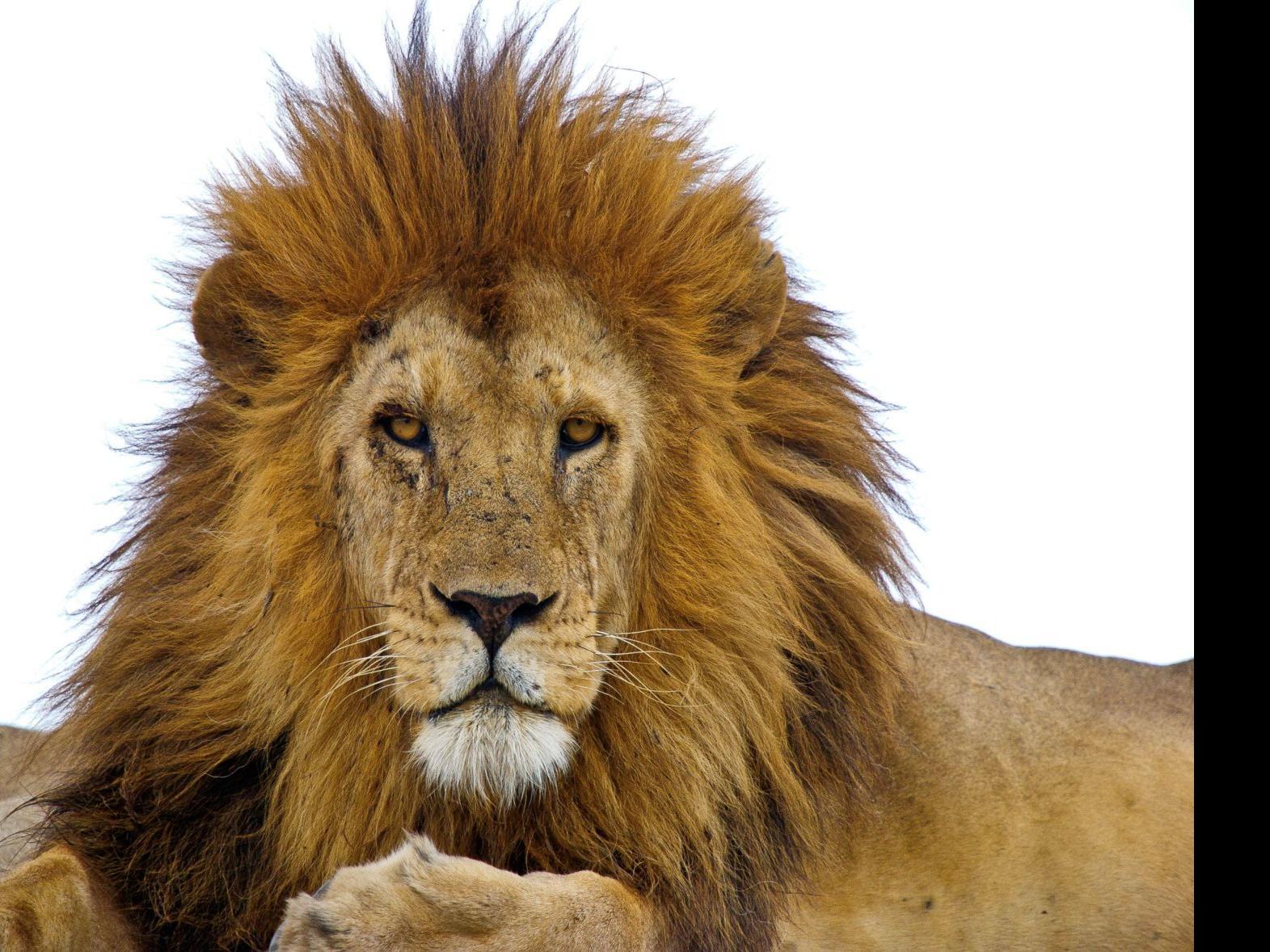 Lynne Chanmplin Coffee Tea And Me A Lion Joins The Boy Scouts Lifestyles Napavalleyregister Com