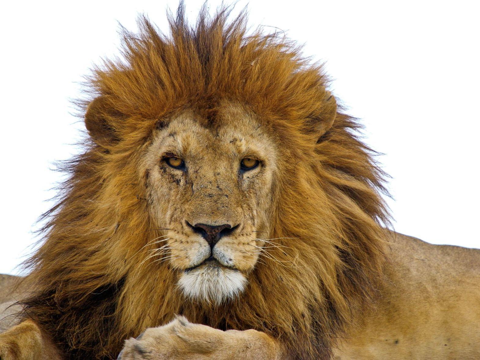 Lynne Chanmplin Coffee Tea And Me A Lion Joins The Boy Scouts Lifestyles Napavalleyregister Com Lynne Chanmplin Coffee Tea And Me A Lion Joins The Boy Scouts Lifestyles Napavalleyregister Com