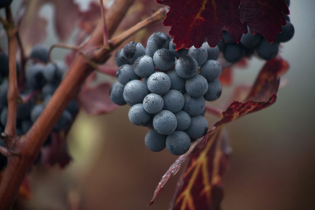 Napa's Domaine Chandon got an over-the-top transformation