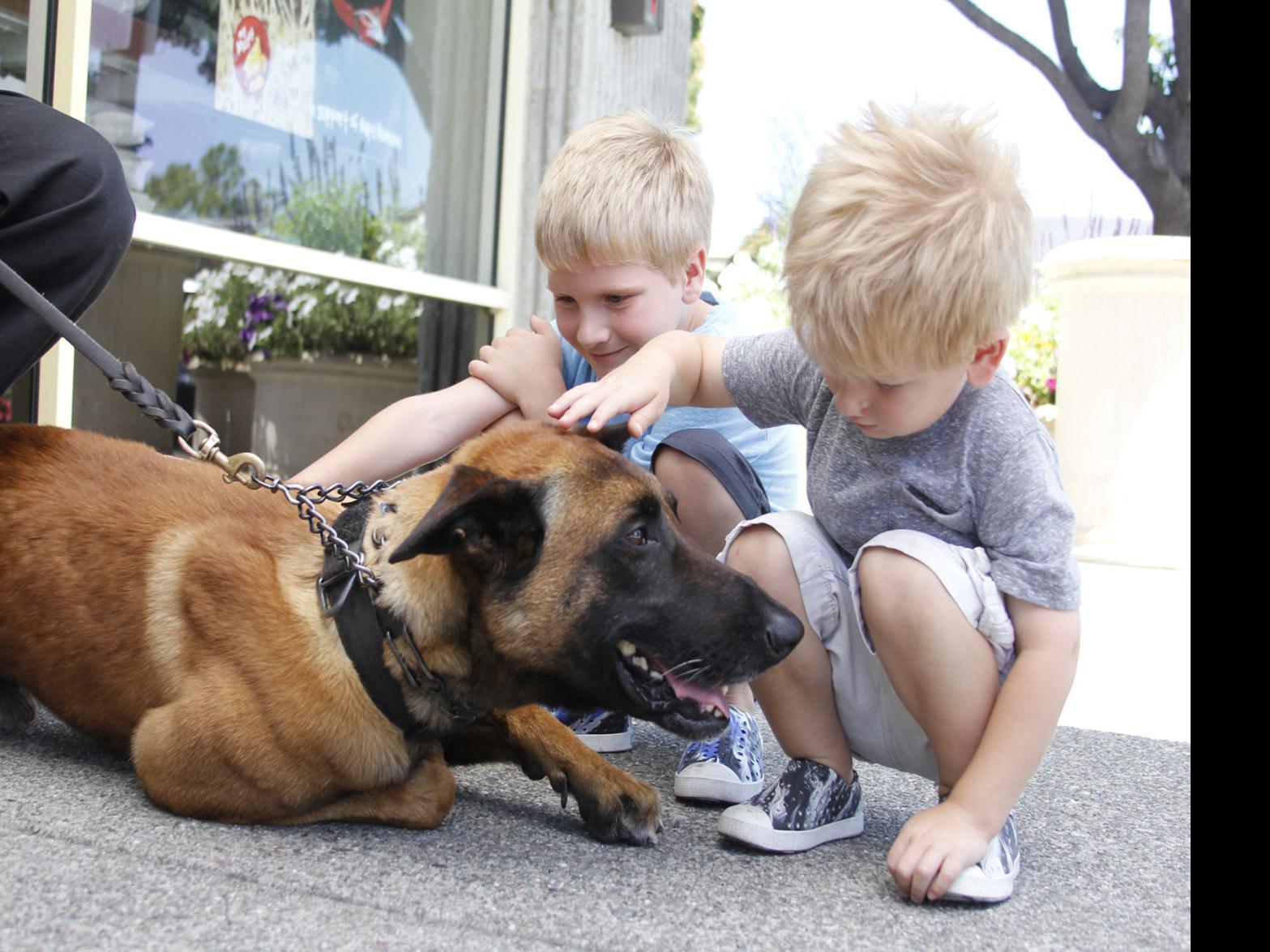 Cover Your K 9 Event In Napa Raises Money For Police Dogs Local News Napavalleyregister Com