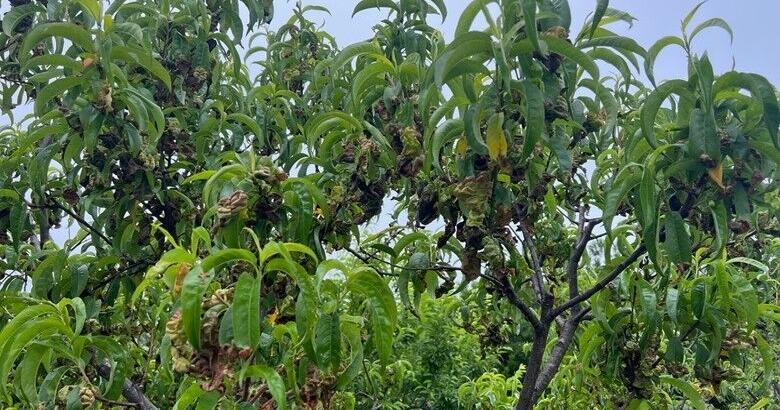 Fragrance: An invisible property of trees - Vimarsana News