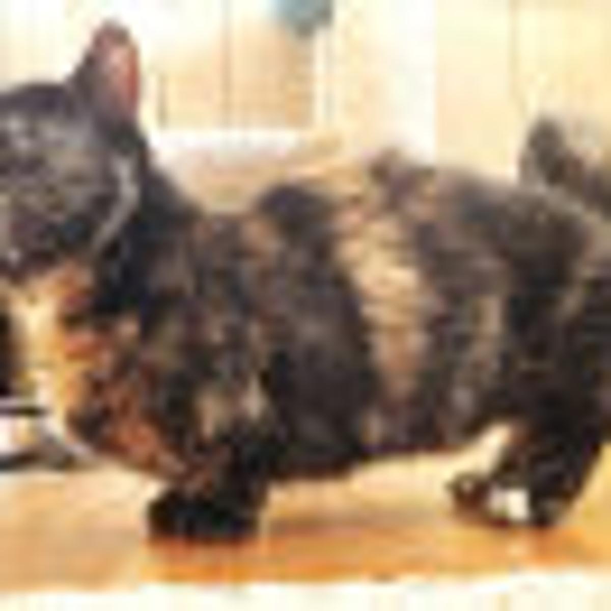 Tallest House Cat In The World لم يسبق له مثيل الصور Tier3 Xyz