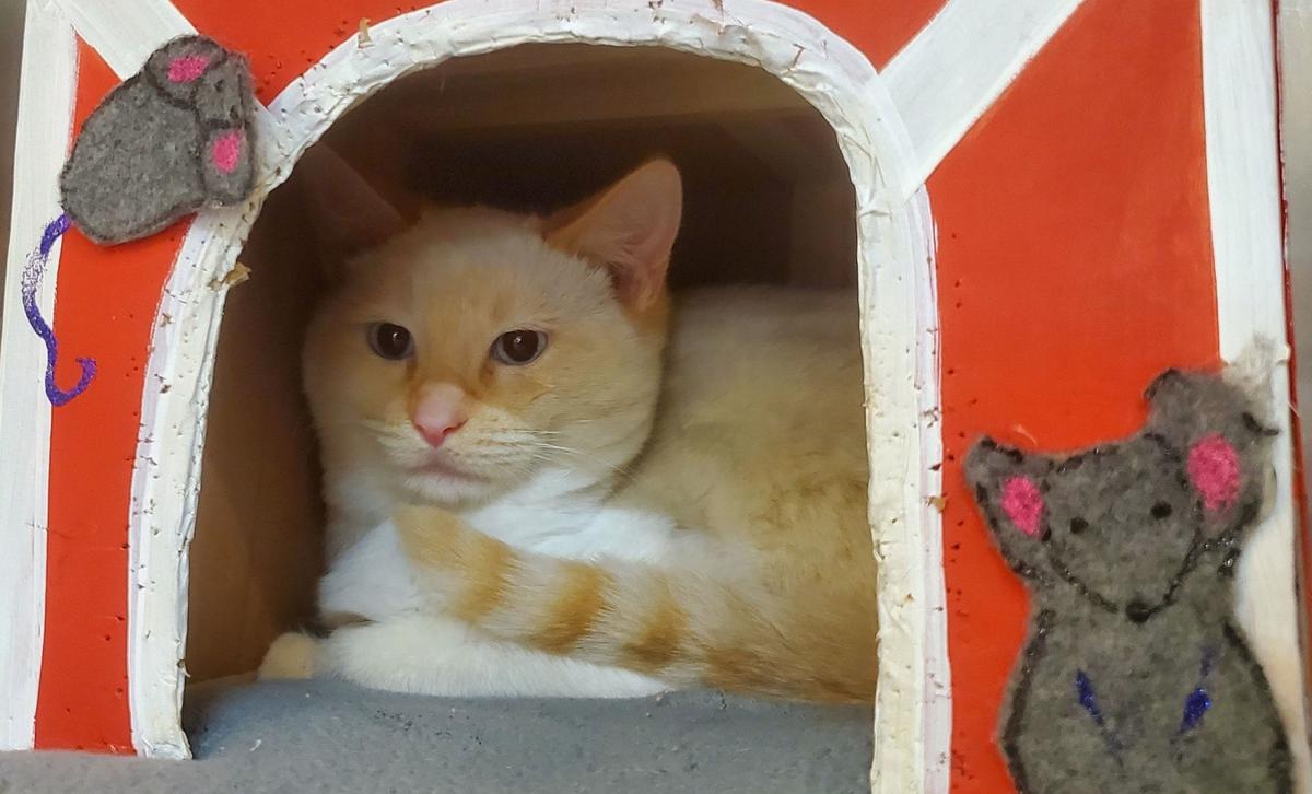 Adopt a Pet | Schultz