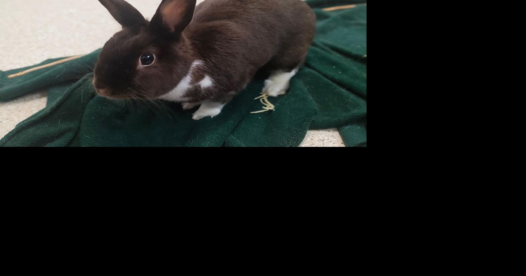 Adopt Carmen the bunny at We Care in St. Helena