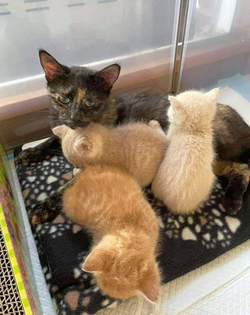 Adopt a Pet | Roxanne