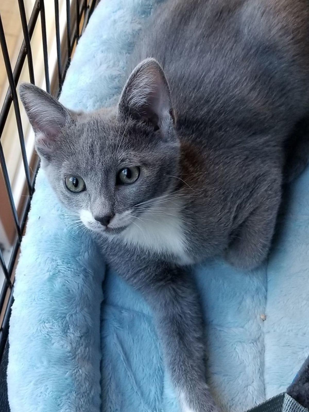 Adopt A Pet Barnyard Kitties Lifestyles Napavalleyregister Com