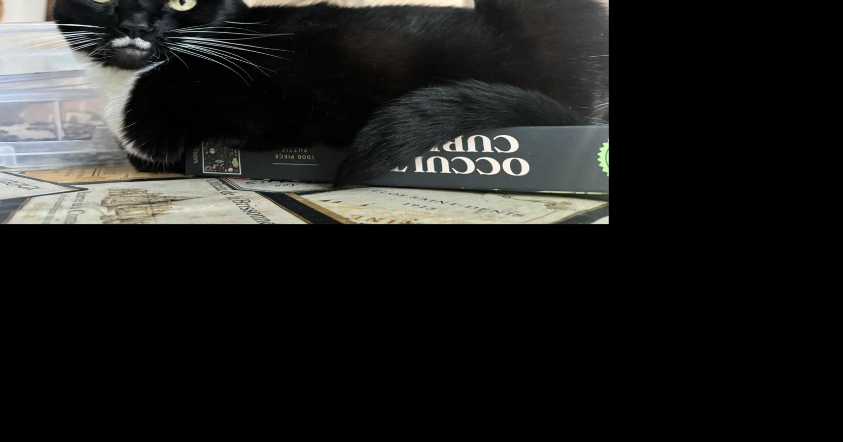 No rainbows for me but plenty of love for family cat Inky