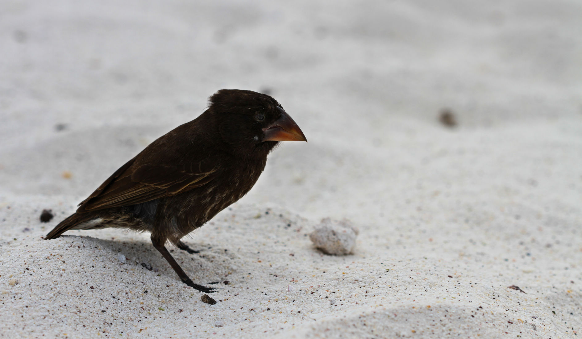 To Save Darwin's Finches From Devastation, Scientists Breed Hordes Of ...