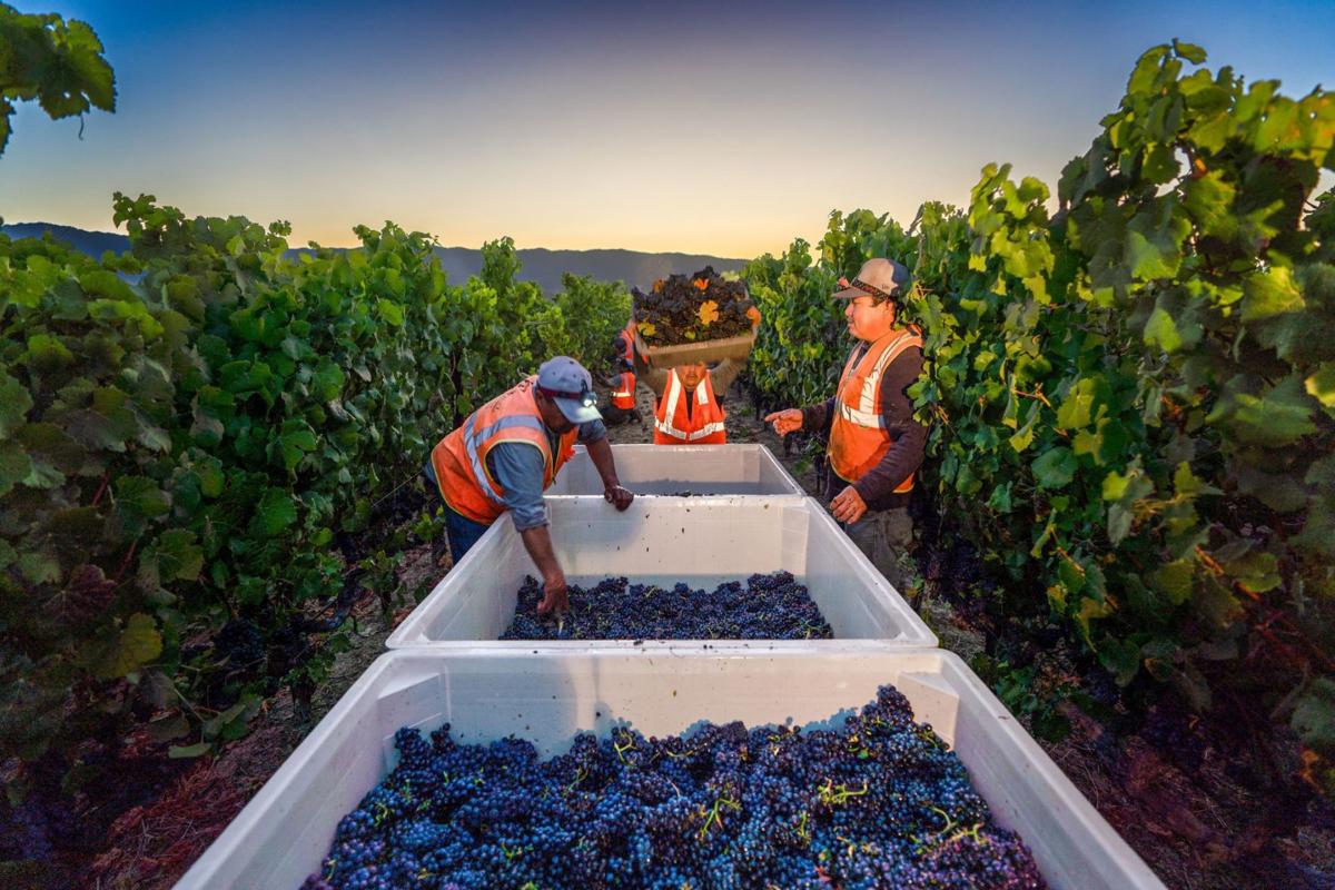 2019 grape harvest