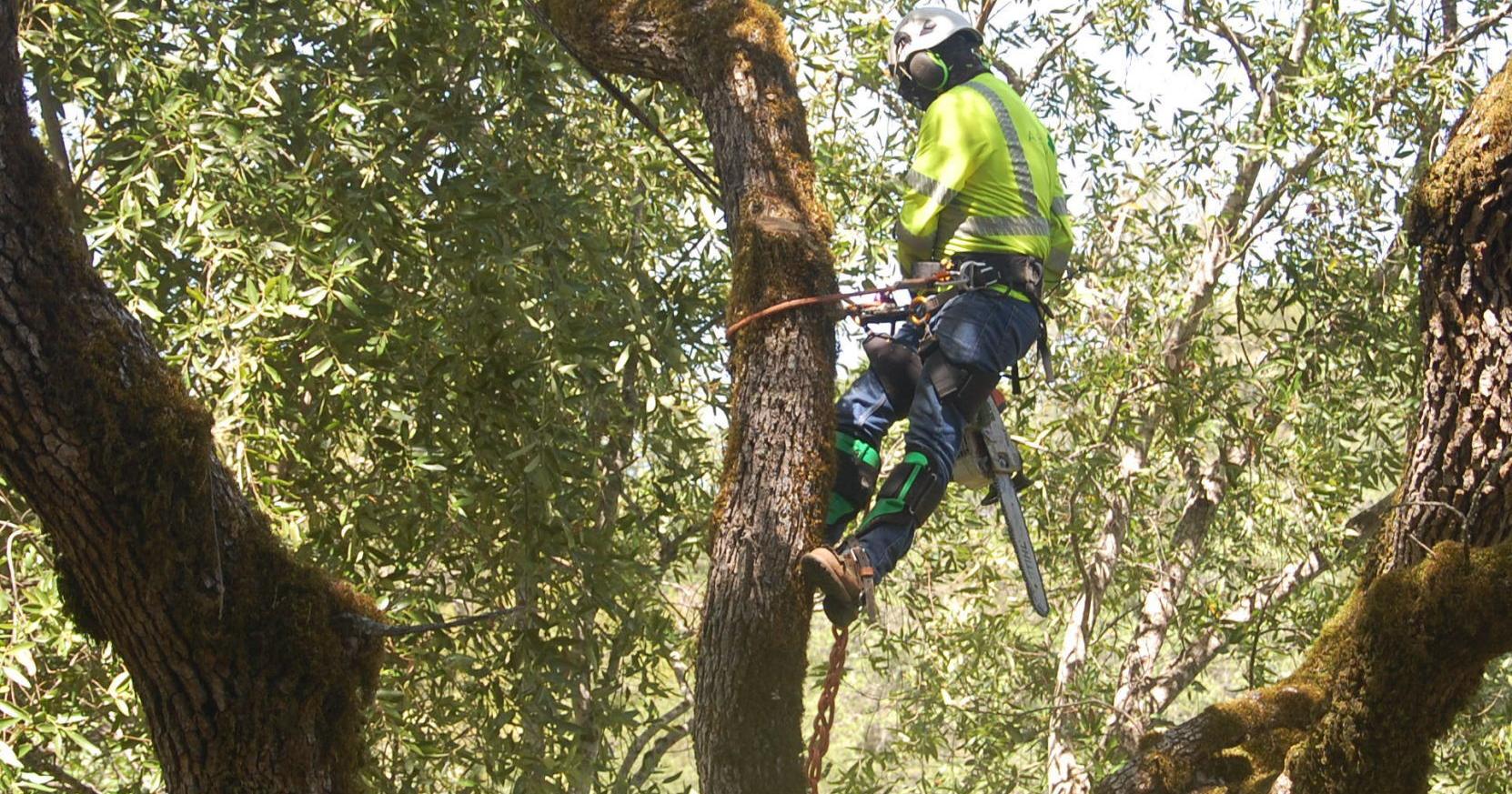 Napa County increasing wildfire fuel reduction contribution - Vimarsana News