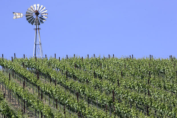 Vineyard (copy)