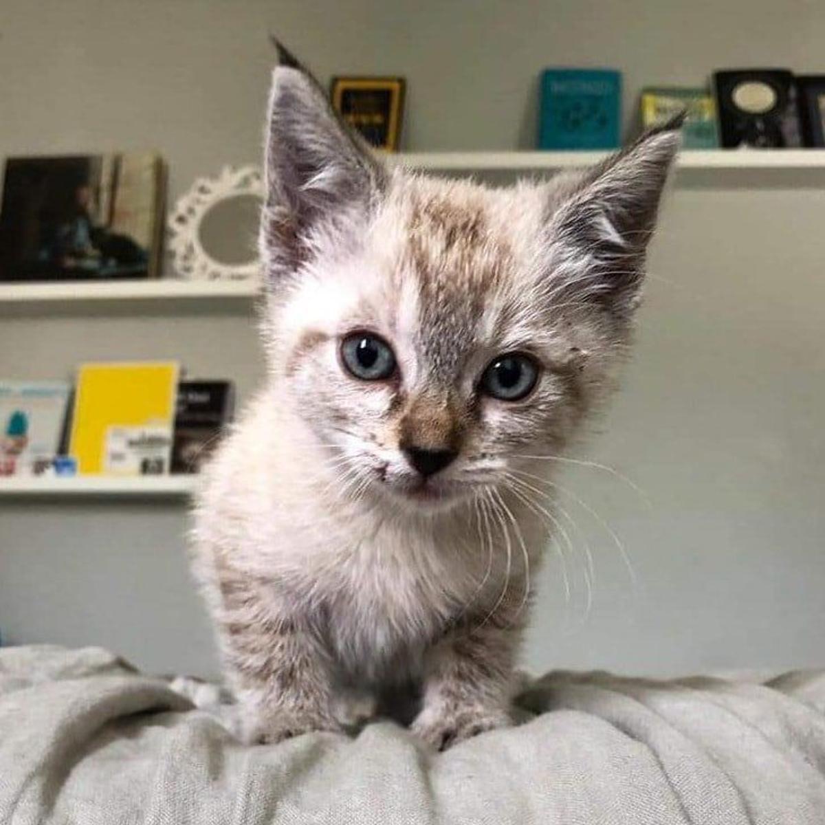 59 Best Photos Ojos Azules Cat Adoption - Finn Got Caught In The Cat Trap Neko Ngeru Cat Adoption Cafe Facebook