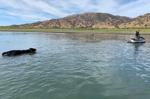Deputies save drowning bull