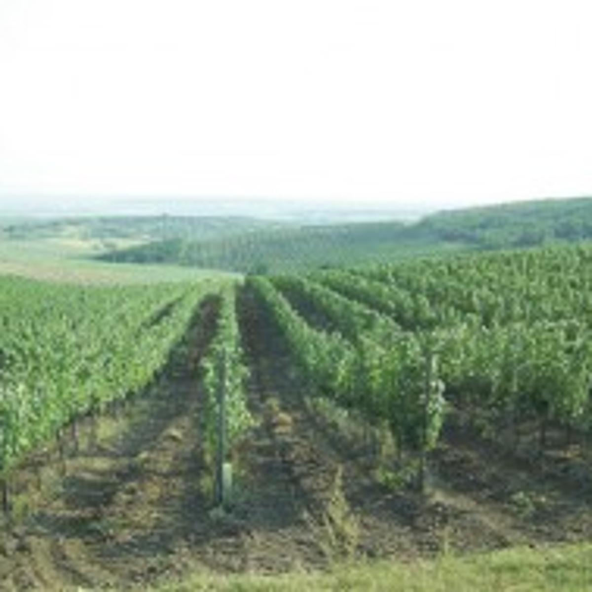 Romania Seeks A Drink Of The U S Wine Market Wine Napavalleyregister Com