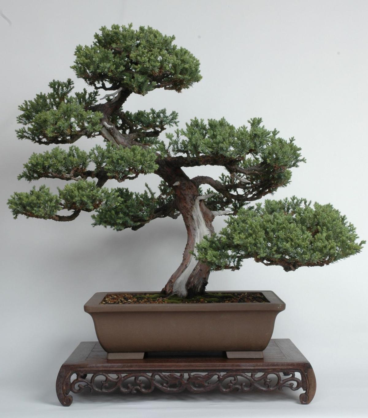 Annual Bonsai Club Sale Is May 7 Home And Garden Napavalleyregister Com