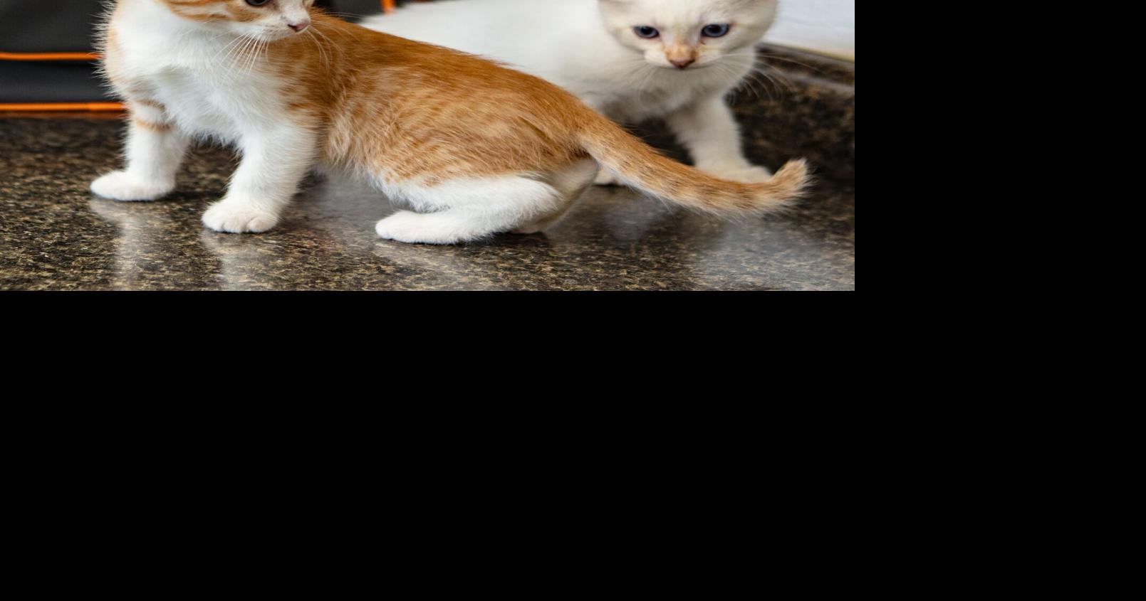 The secret cycle behind kitten season | Columnists | napavalleyregister.com