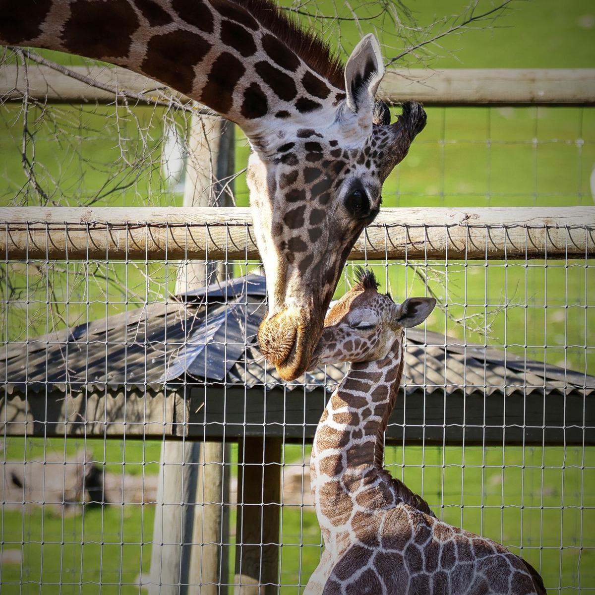 Baby Giraffe Joins The Family At Safari West Near Calistoga Local News Napavalleyregister Com Baby Giraffe Joins The Family At Safari West Near Calistoga Local News Napavalleyregister Com