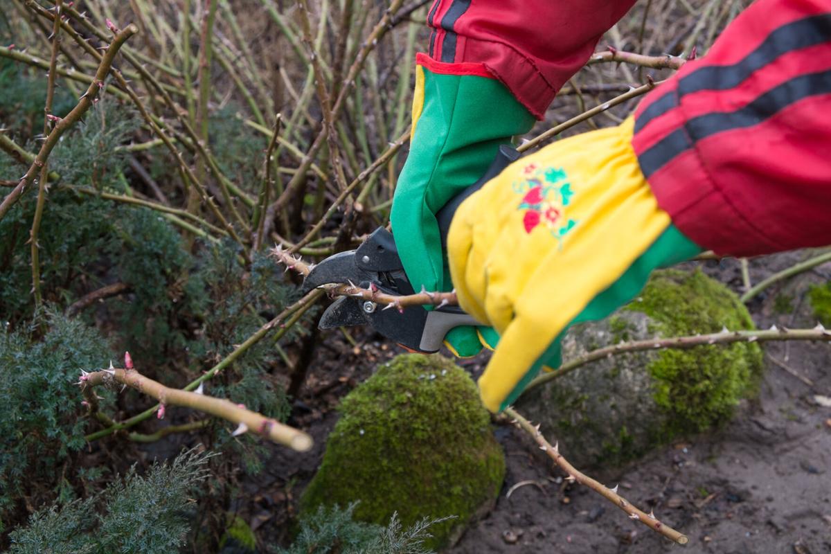 Pruning roses and cleaning your shears: What to do in the garden this week  – Orange County Register