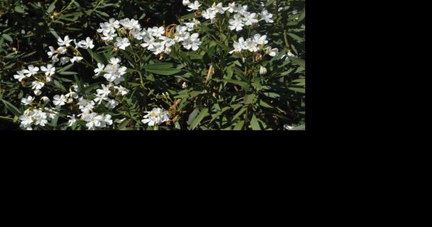 Advice: Protecting your pet from toxic plants - Vimarsana News
