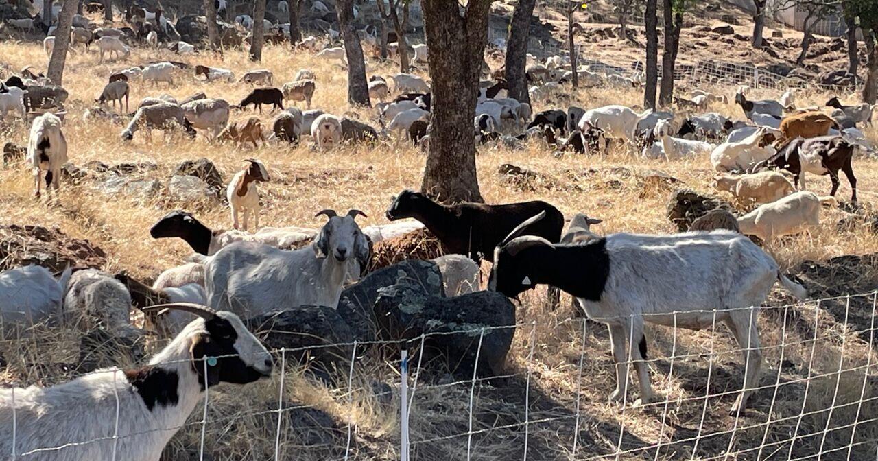 Insuring Napa County property against wildfires - Vimarsana News