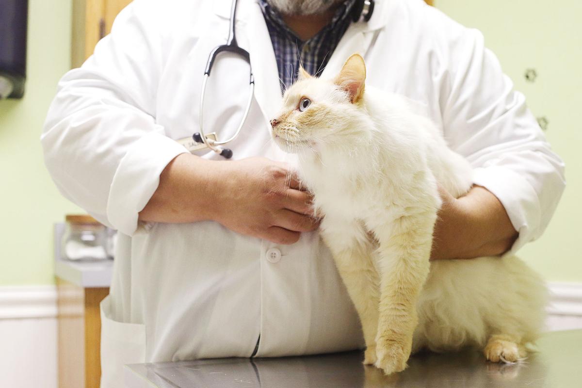 Comforting Pets And Their Owners At Alley Cat Small Animal