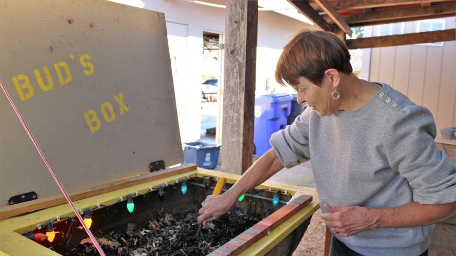 Debbie Stevens digs in worm box