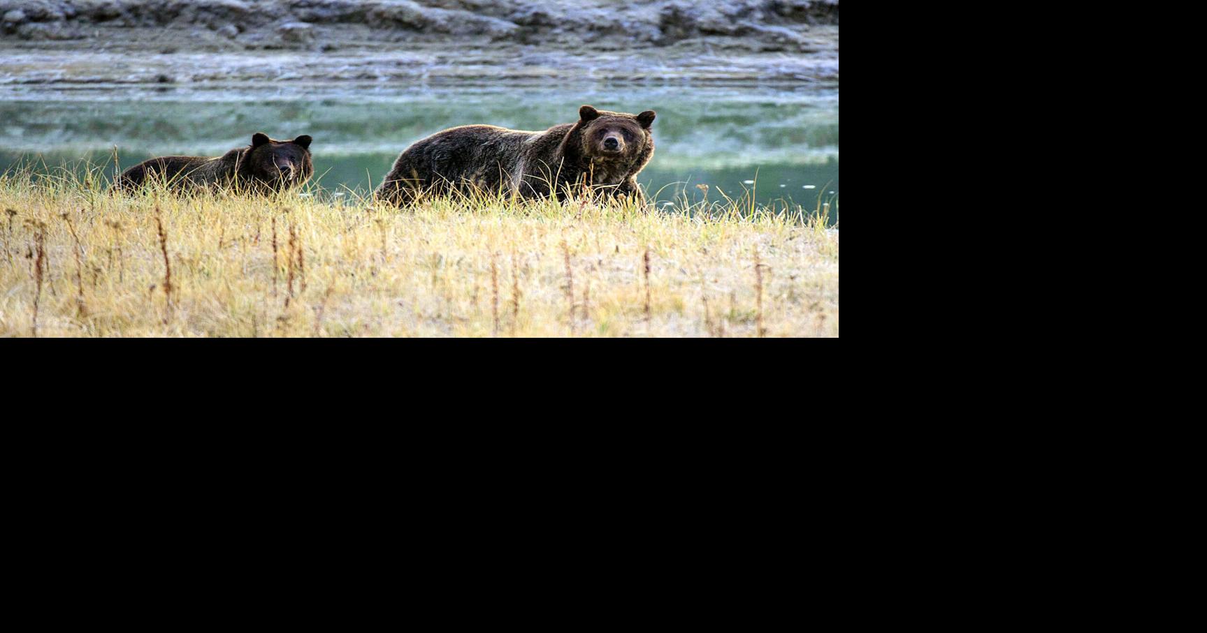 California takes step toward reintroducing grizzly bears as Assembly bill advances