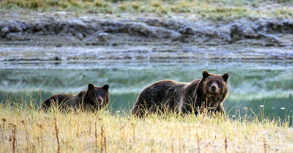 California takes step toward reintroducing grizzly bears as Assembly bill advances