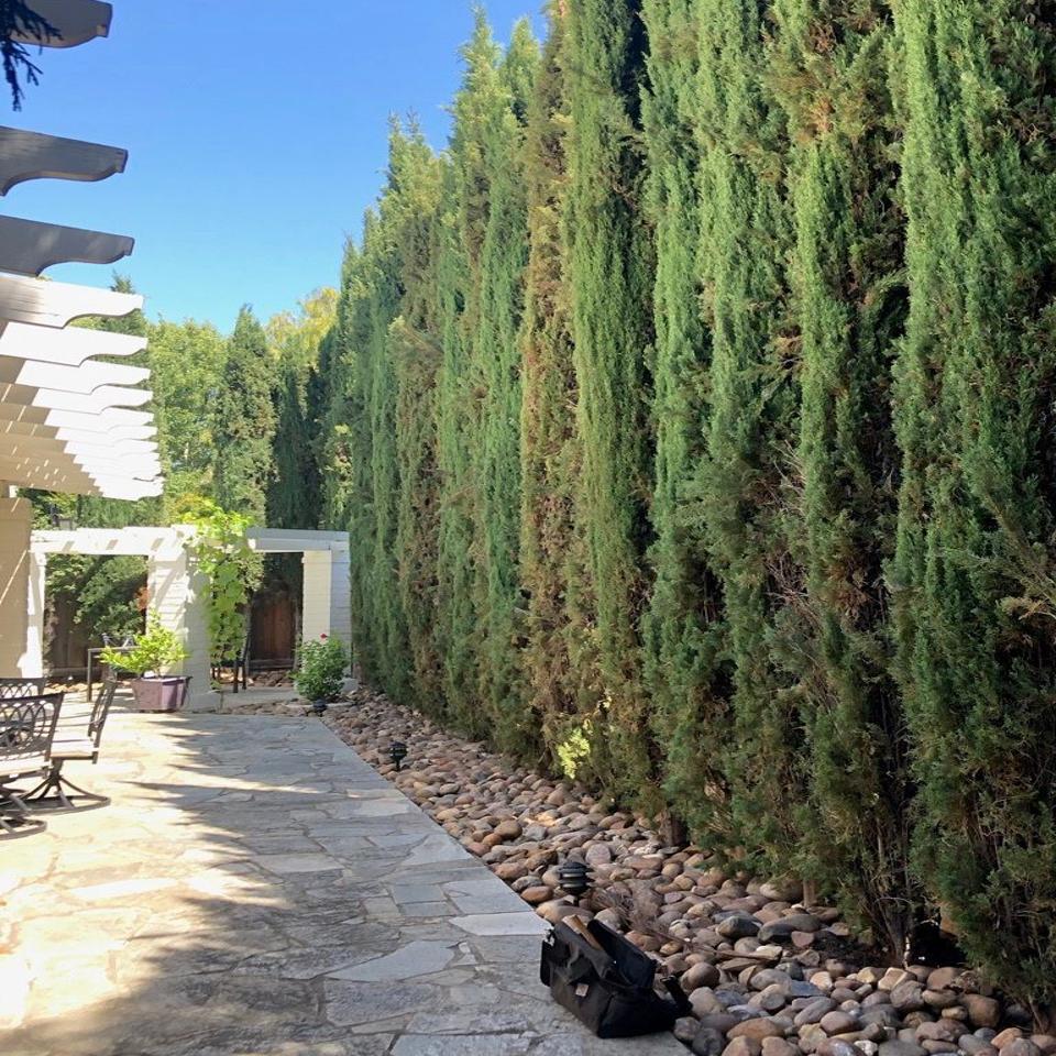 Bill Pramuk Trees And People Tiny Insect Big Problem On Italian Cypress Bill Pramuk Napavalleyregister Com