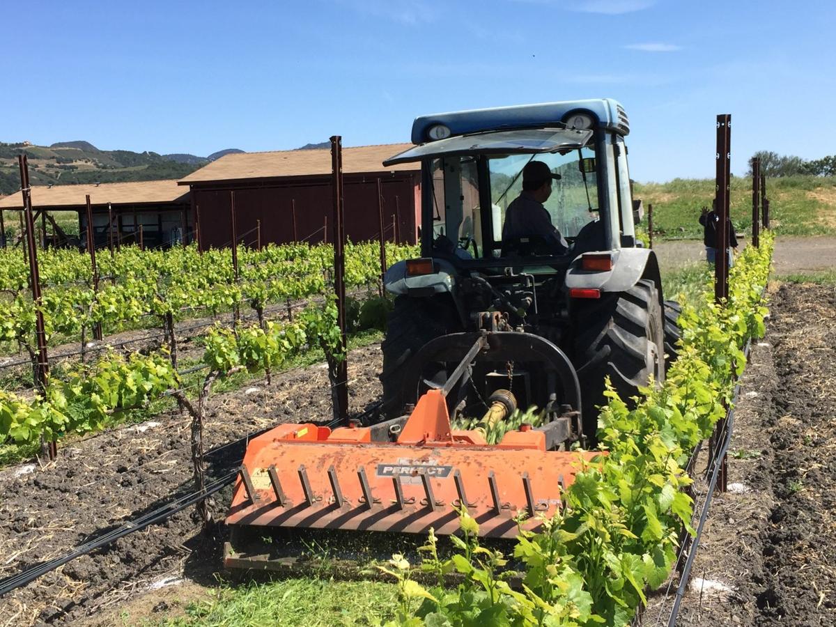 The tractor Cultivating quality in the vineyards Wine