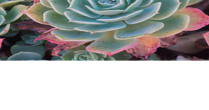 The world of succulents in Napa County - Vimarsana News