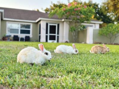 Naples neighborhood hopping with rabbits following ‘hare-raising ...