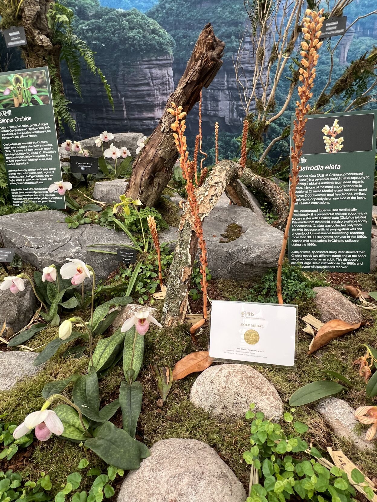 Naples Botanical Garden highlights orchids at Chelsea show | Arts