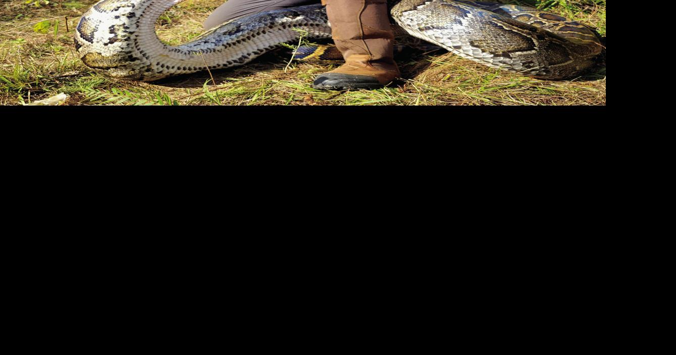 Python hunters take on Year of the Snake | Local News | naplespress.com