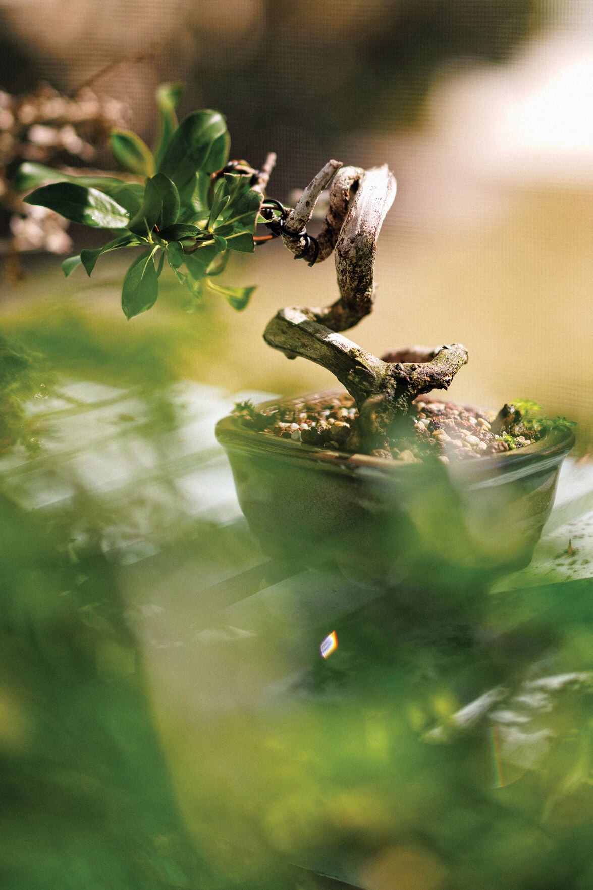 天然苔 bonsai North Naples instructor brings ancient bonsai art to life | Arts