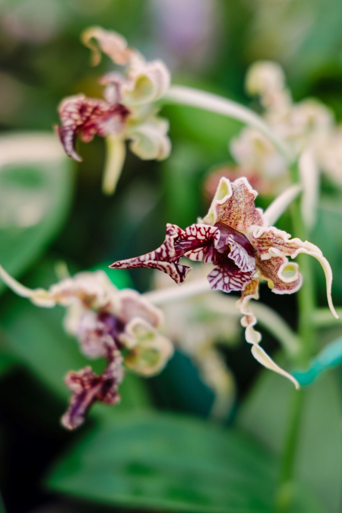 Exploring the beauty of the Naples Orchid Show & Sale | Out and