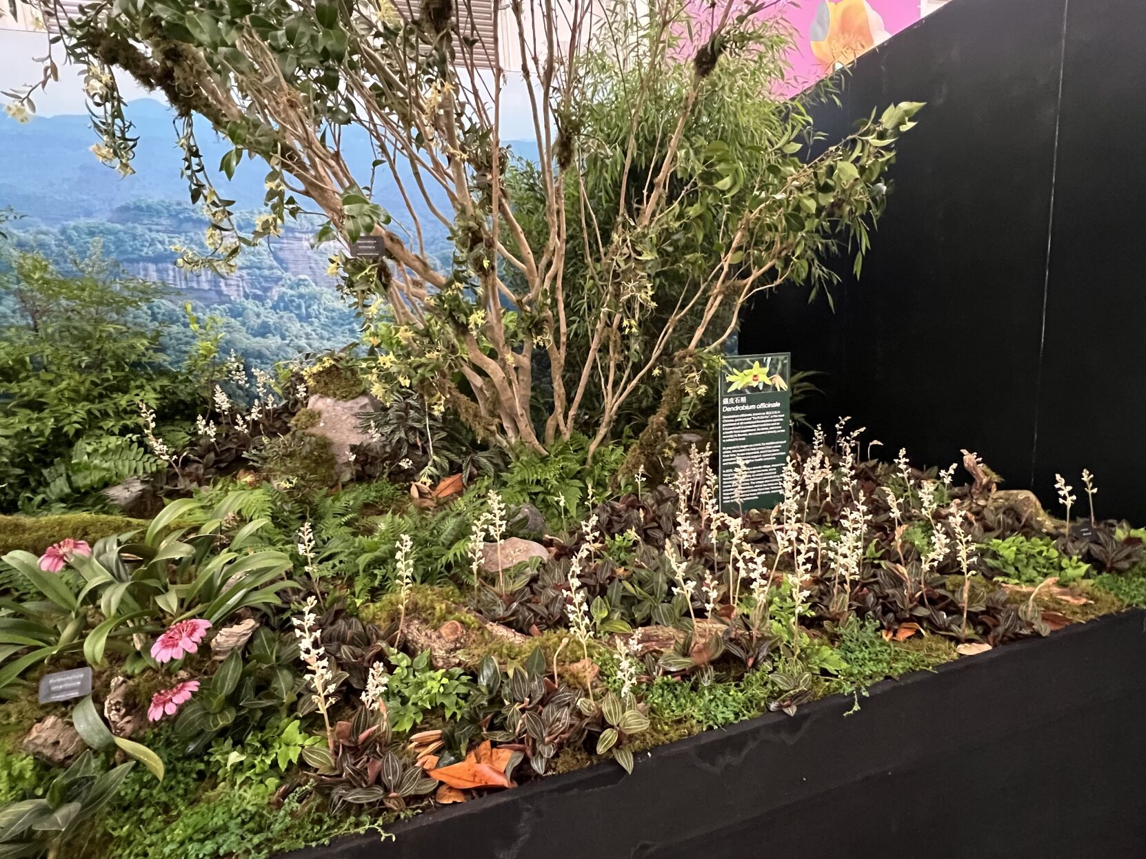 Naples Botanical Garden highlights orchids at Chelsea show | Arts