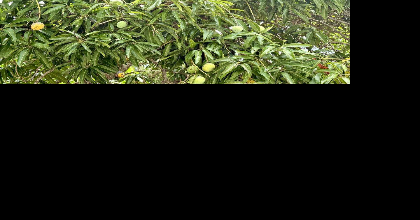 Naples police advise on how to prevent fruit tree thefts